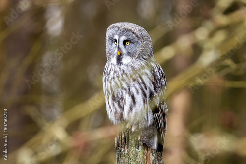 Obraz na płótnie Great grey owl, Strix nebulosa, bird hunting , sitting on old tree trunk, portrait of large owl. Wildlife nature. w salonie
