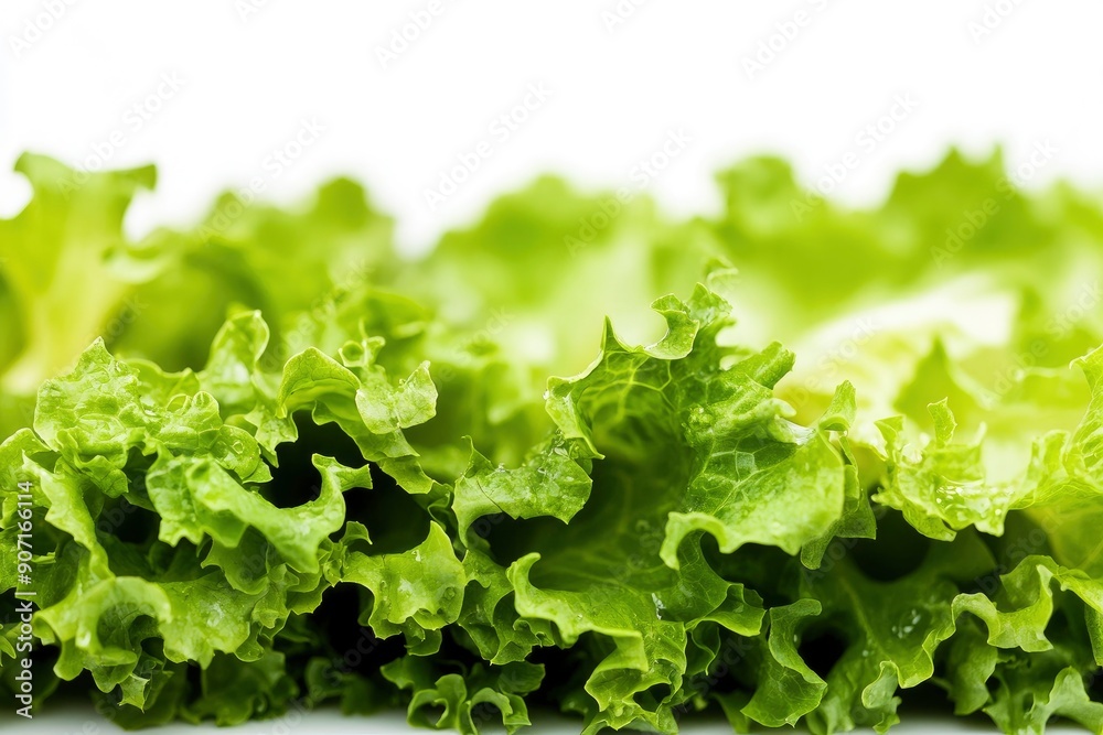salad, lettuce leaf, isolated on white background, full depth of field, ai salad, lettuce leaf, isolated on white background, full depth of field, ai