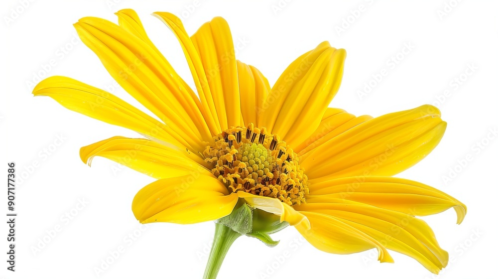Daisy isolated on transparent background Daisy isolated on transparent background