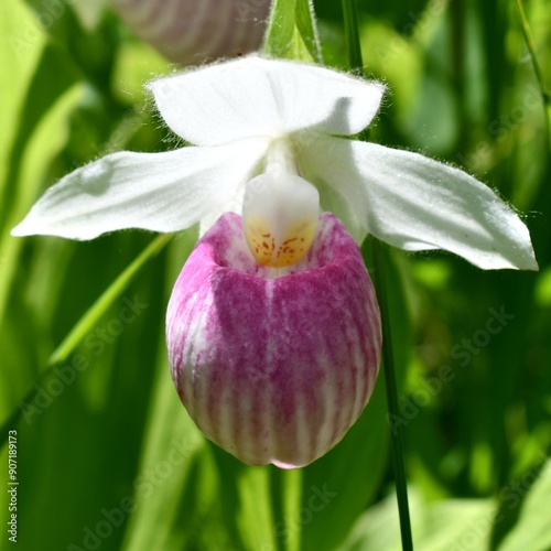 white orchid flower