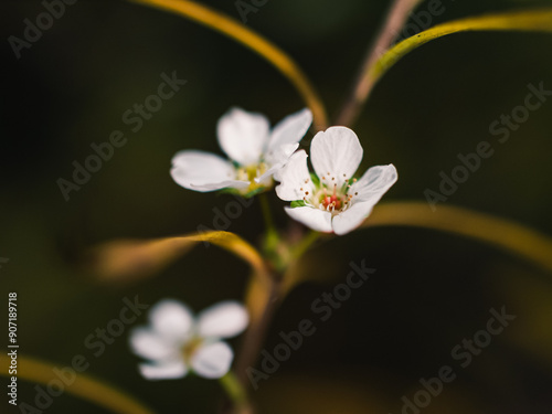 Close up of a small white flower