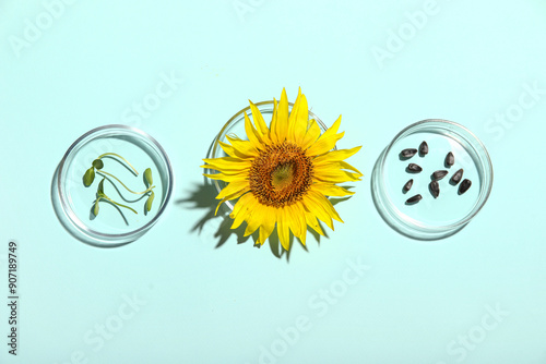 Petri dishes with sunflower, seeds and sprouts on blue background