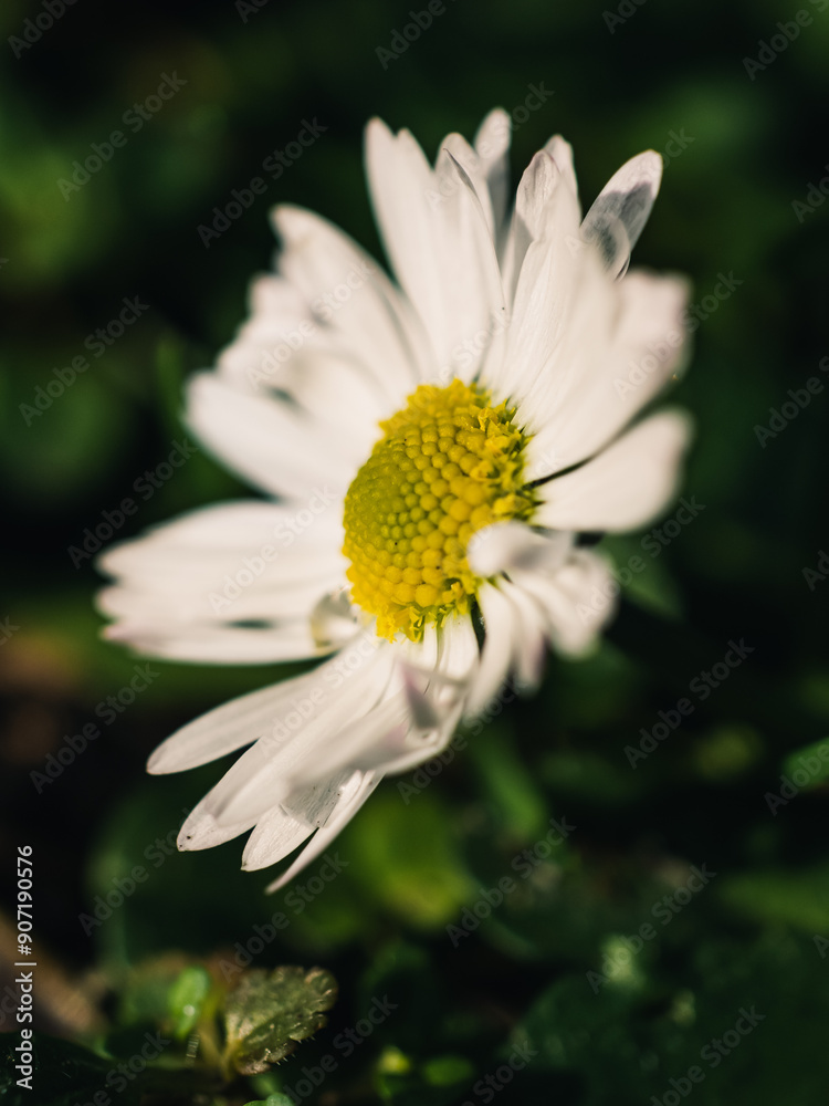Obraz premium Daisy in the garden