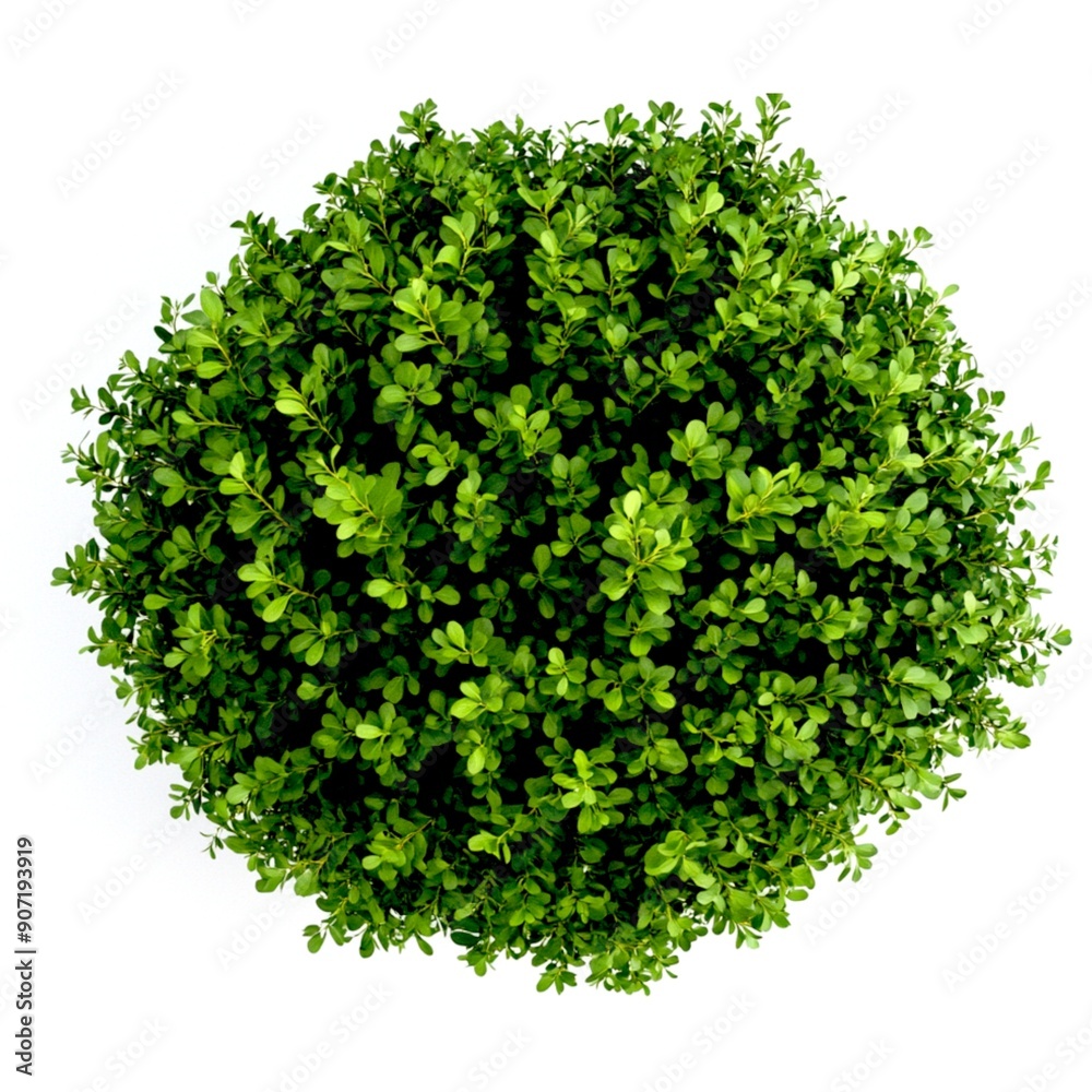 Obraz premium Boxwood on a white background. Outdoor Ornamental Plant