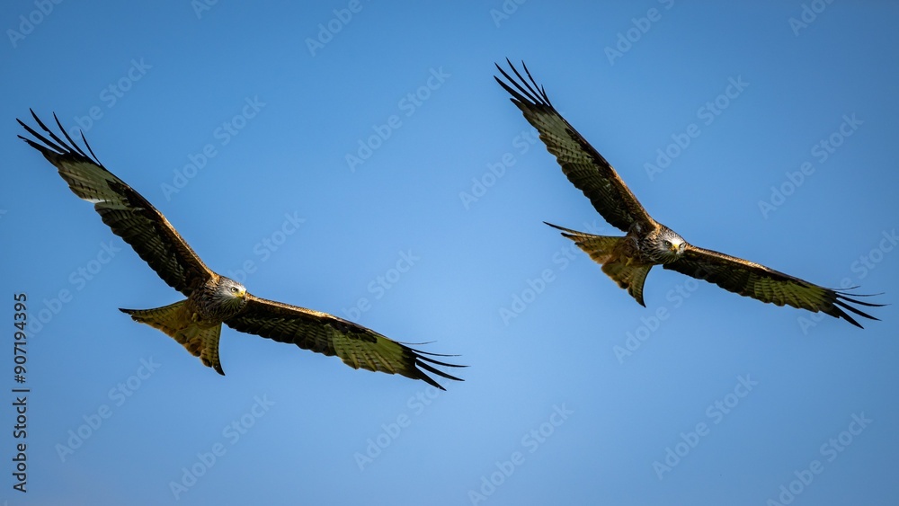 Red kites soaring in a clear blue sky Red kites soaring in a clear blue sky