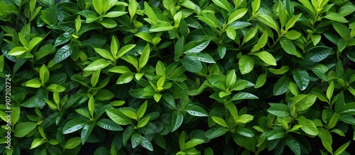 Close-up View of Lush Green Foliage