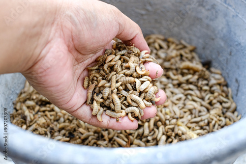 Larvae of Black Soldier Fly (Hermetia illucens) for protein animal feed ingredient photo