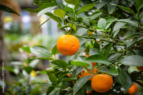 healthy and ripe oranges on the tree