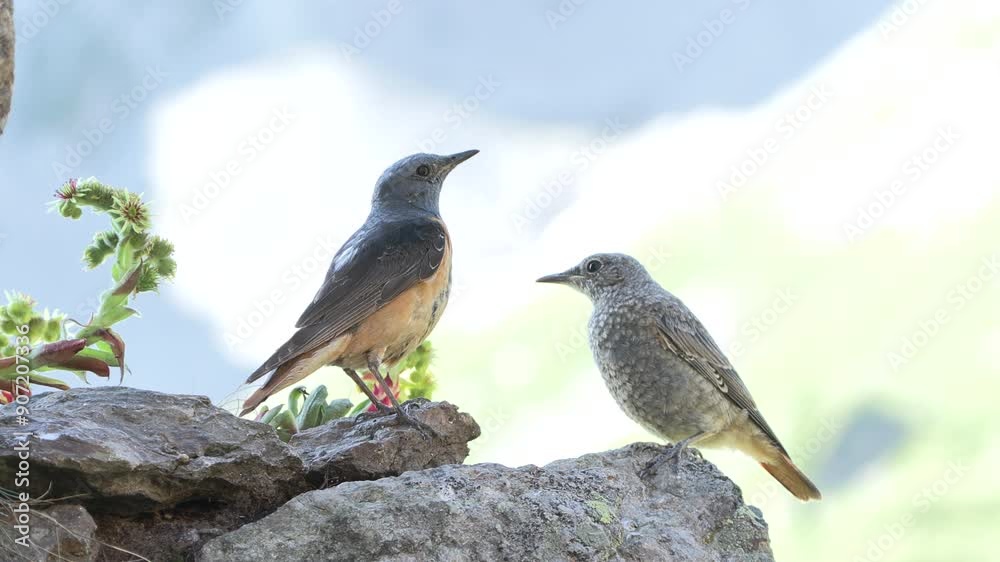 Monticola saxatilis, redstart codirossone Monticola saxatilis, redstart codirossone