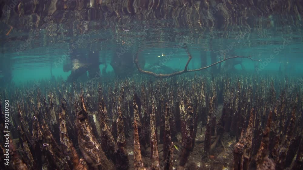 Ten Sharp Roots Sharp roots, called pneumatophores, rise from the shallow seafloor of a ...