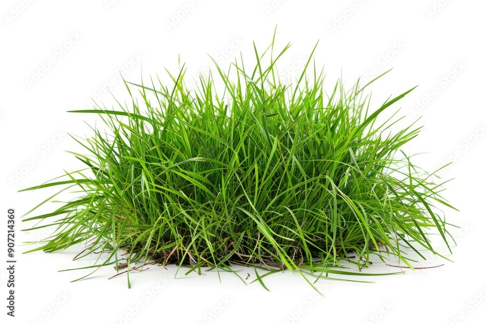 A close-up shot of a pile of green grass on a white surface, great for backgrounds or textures A close-up shot of a pile of green grass on a white surface, great for backgrounds or textures