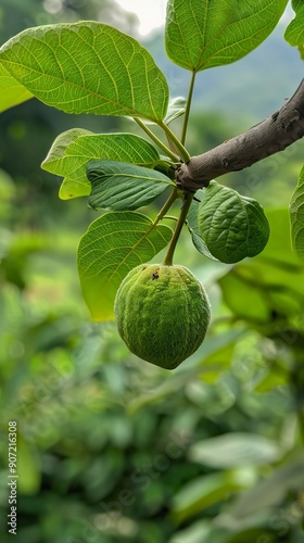 Green walnut growing on a tree 