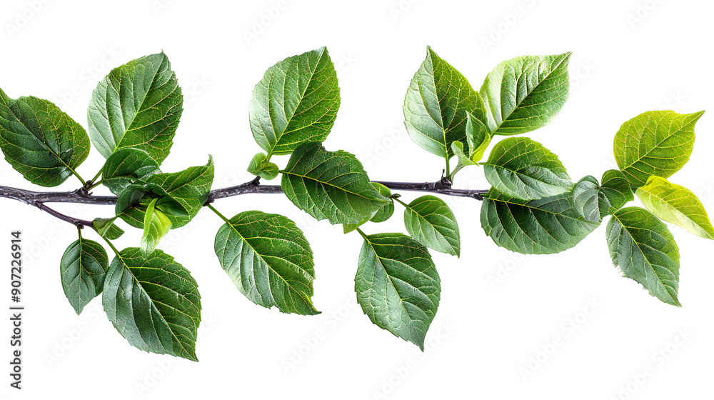 Isolated Green Leaves on Branch Isolated Green Leaves on Branch