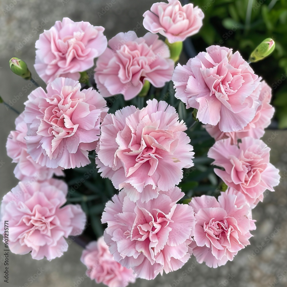 Light pink carnations, occupying the center of the image, inside a pot seen from above Light pink carnations, occupying the center of the image, inside a pot seen from above