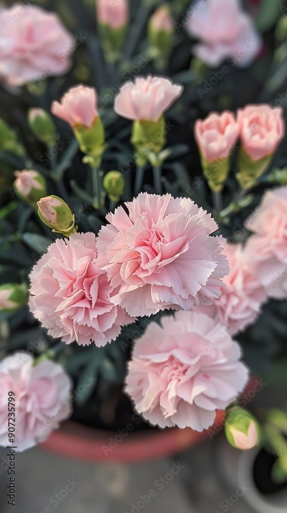 Fototapeta premium Light pink carnations, occupying the center of the image, inside a pot seen from above 