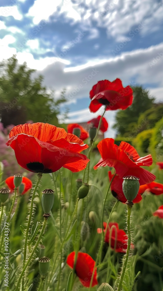 Obraz premium Poppies in May.