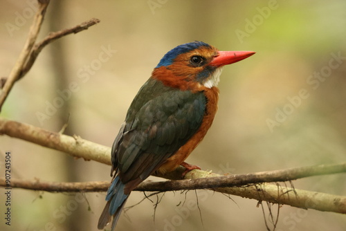 The green-backed kingfisher (Actenoides monachus) is a species of bird in the family Alcedinidae endemic to North Sulawesi, Indonesia