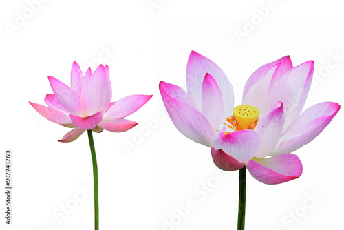 pink lotus flower