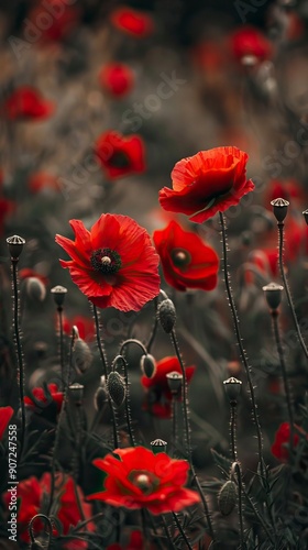 Red kwiaty in nature 