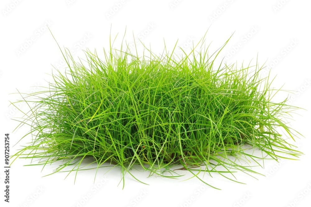 A pile of green grass on a white surface A pile of green grass on a white surface
