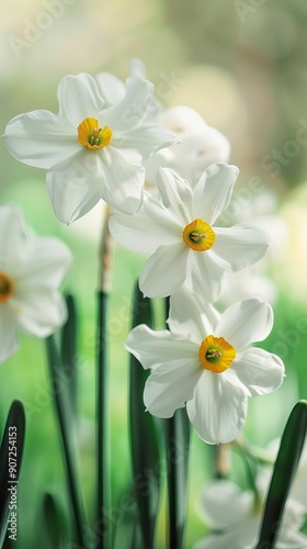 White daffodils (Narcissus papyraceus) in spring