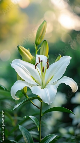 white lily in nature