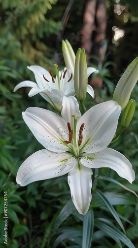 white lily in nature