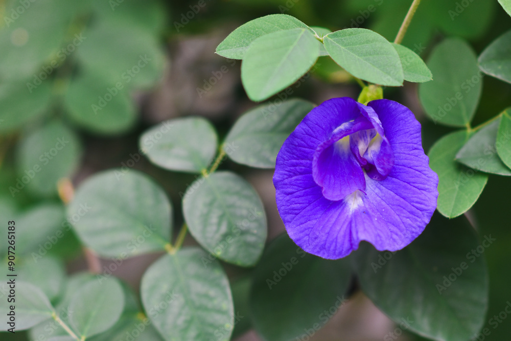 Purple Butterfly Pea Flowers in the Garden Purple Butterfly Pea Flowers in the Garden