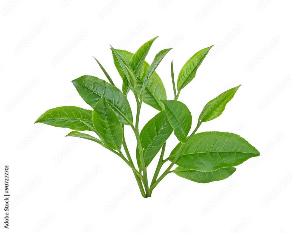 green tea leaf isolated on transparent png green tea leaf isolated on transparent png