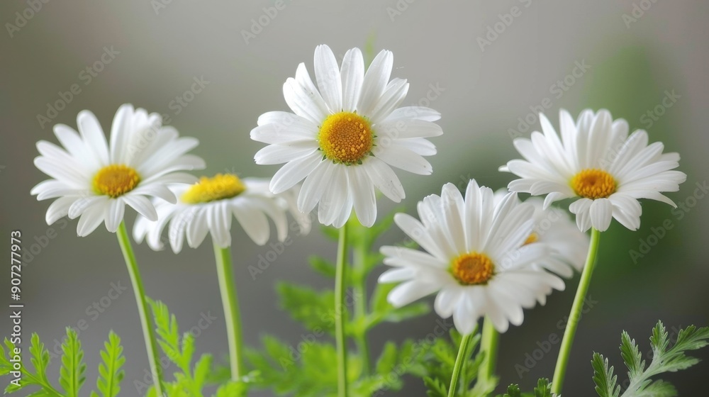 Beautiful close-up of white daisy flowers with yellow centers against a soft background, capturing the simplicity and elegance of nature. Beautiful close-up of white daisy flowers with yellow centers against a soft background, capturing the simplicity and elegance of nature.
