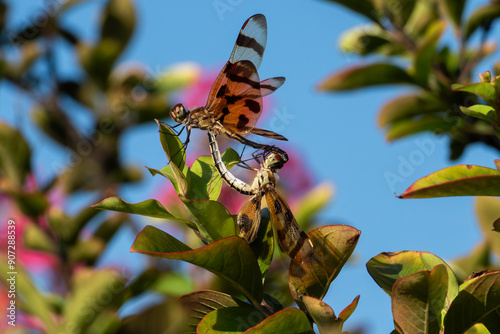 Konstfotografi Dragan Flies mating.