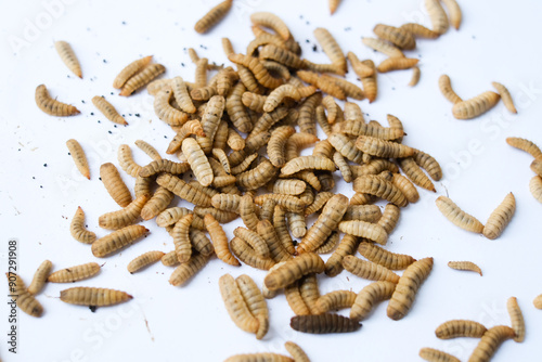 Larvae of Black Soldier Fly (Hermetia illucens) or maggot on plain background for protein animal feed ingredient