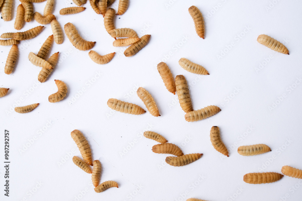 Larvae of Black Soldier Fly (Hermetia illucens) or maggot on plain background for protein animal feed ingredient Larvae of Black Soldier Fly (Hermetia illucens) or maggot on plain background for protein animal feed ingredient