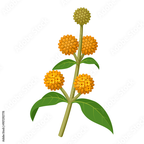Vector illustration of Buddleja globosa, also known as orange ball tree, or orange ball buddleja, isolated on white background.
