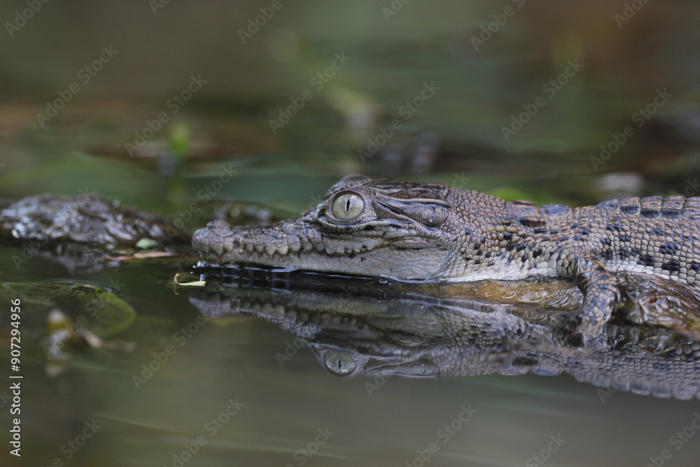 Fototapeta premium crocodile, estuarine crocodile, an estuarine crocodile swimming in river water