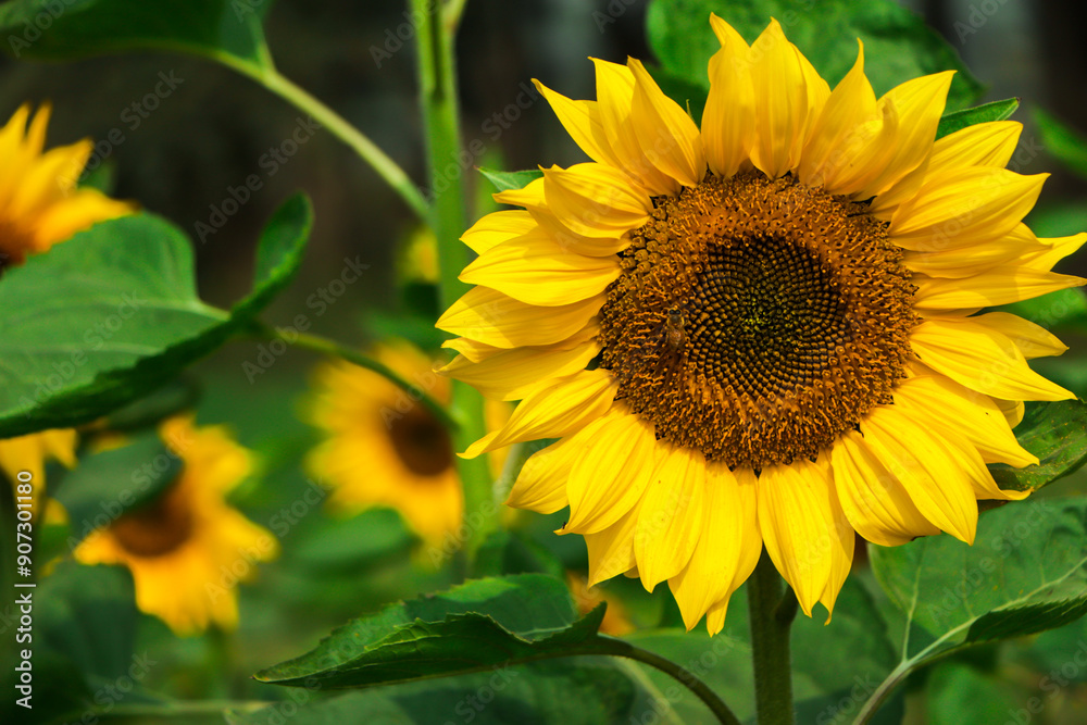 Closeup sunflower, bloom of sunflower in field Closeup sunflower, bloom of sunflower in field