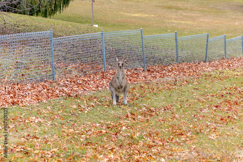 Photograph of a Kangaroo standing near a fence in a grassy field in the town of Talbingo in Kosciuszko National Park in the Snowy Mountains in New South Wales in Australia. photo