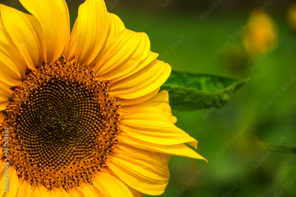 Obraz premium Closeup of beautiful sunflower with copy space for text