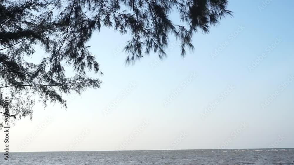 Cemara laut or Casuarina Equisetifolia on the edge of the beach whose leaves and chains are blown by the wind
