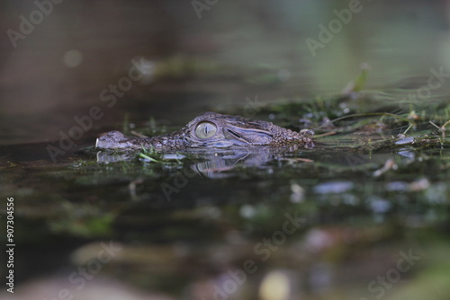 crocodile, estuarine crocodile, an estuarine crocodile swimming in river water
