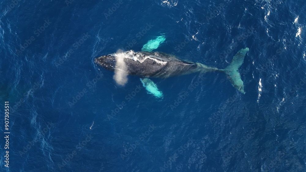 Naklejka premium default