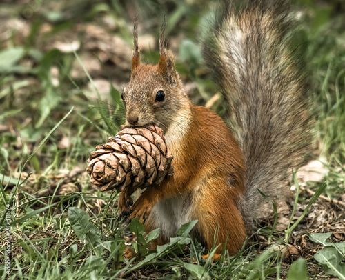 squirrel in the park