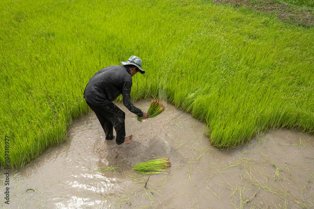 Filthy Rice Farmer Asian man rice farmer working and kick off the ground at green rice ...