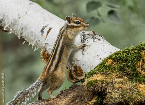 squirrel on a tree