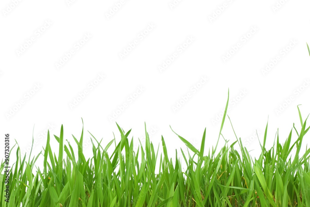 Grass isolated on white background Grass isolated on white background