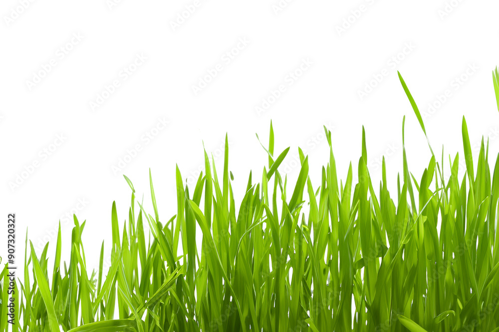Fototapeta premium Grass isolated on white background