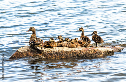 family of ducks