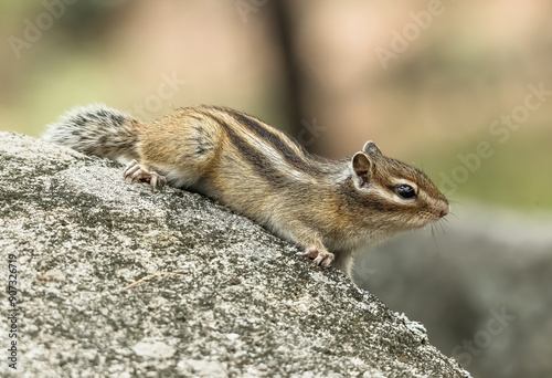 squirrel on a tree