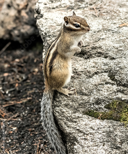 chipmunk on the rocks