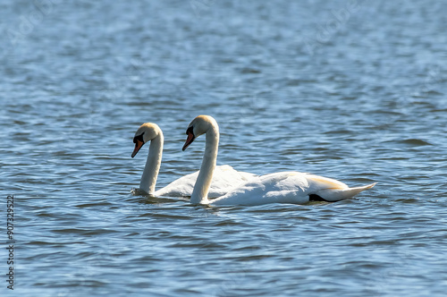 swans in the lake